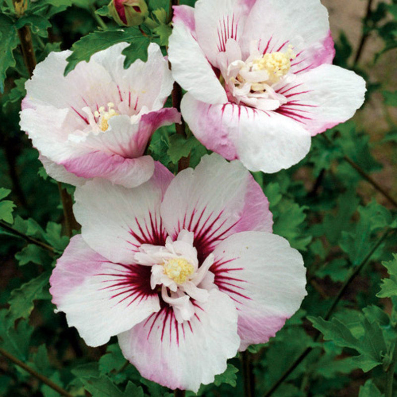 Hibiscus syr Fiji 