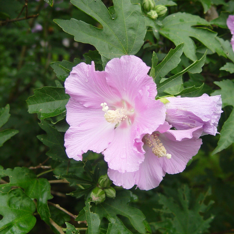 Hibiscus syr Pollypetite 