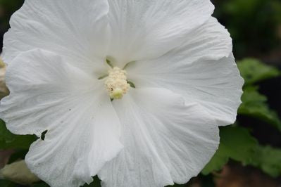 Hibiscus syr White Angel 