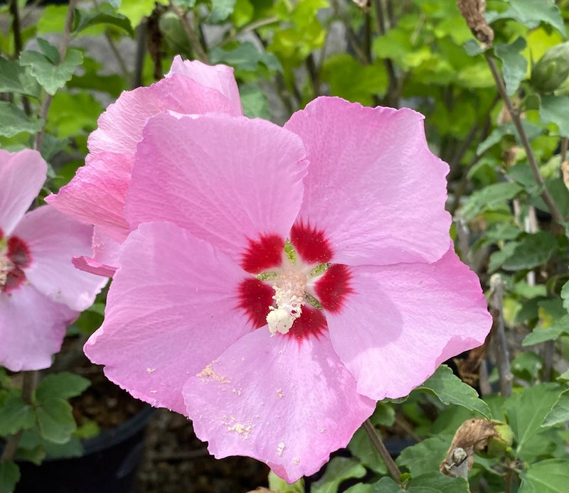 Hibiscus syr Aphrodite 