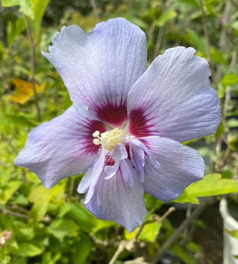 Hibiscus syr Blue Chiffon 