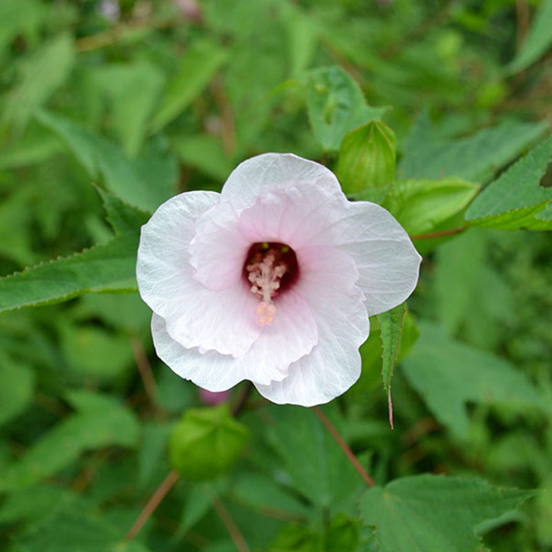 Hibiscus laevis 