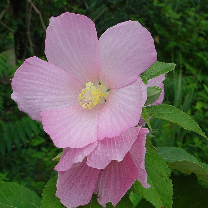 Hibiscus moscheutos 