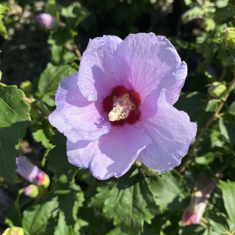 Hibiscus syr Blue Angel 
