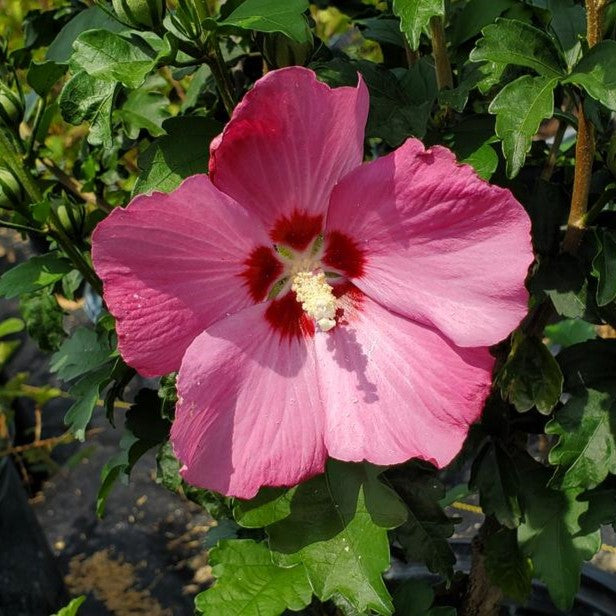 Hibiscus syr Paraplu Rouge 