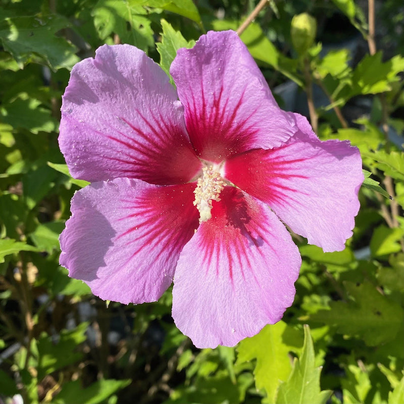 Hibiscus syr Purple Pillar 