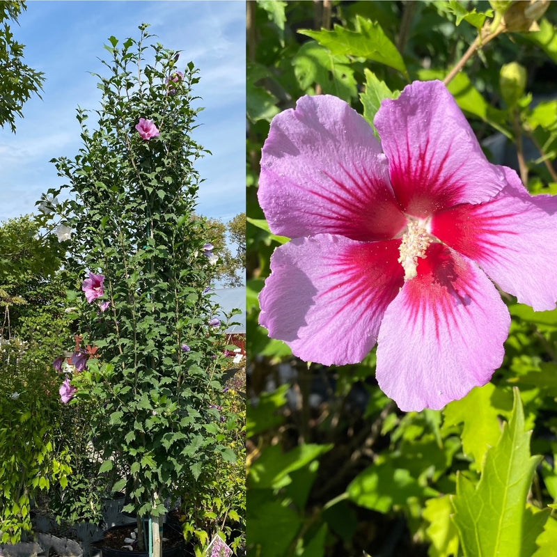 Hibiscus syr Purple Pillar TF 