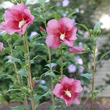 Hibiscus syr Red Pillar 