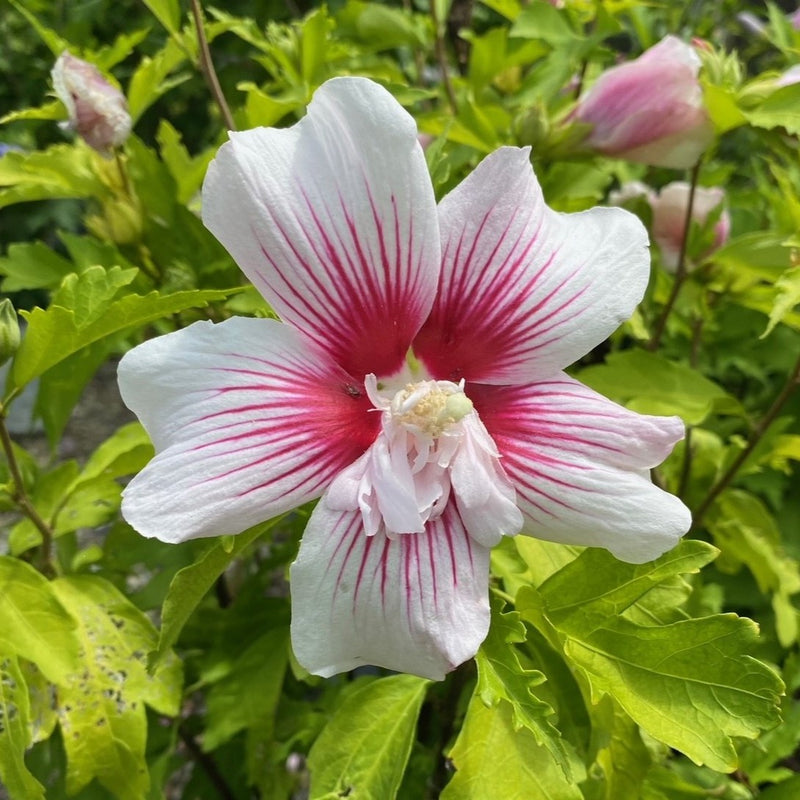 Hibiscus syr Starblast Chiffon 