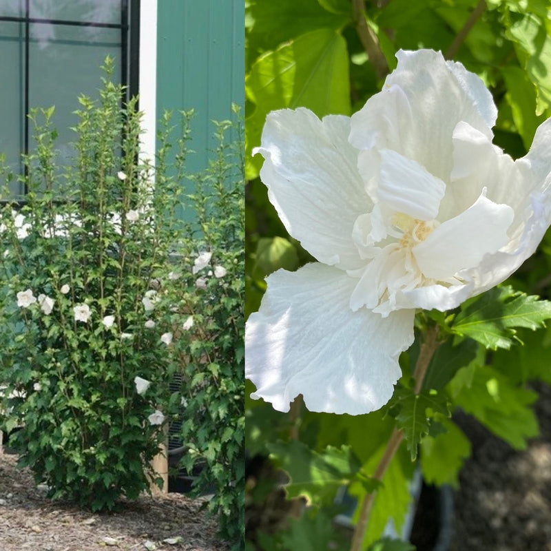 Hibiscus syr White Pillar 