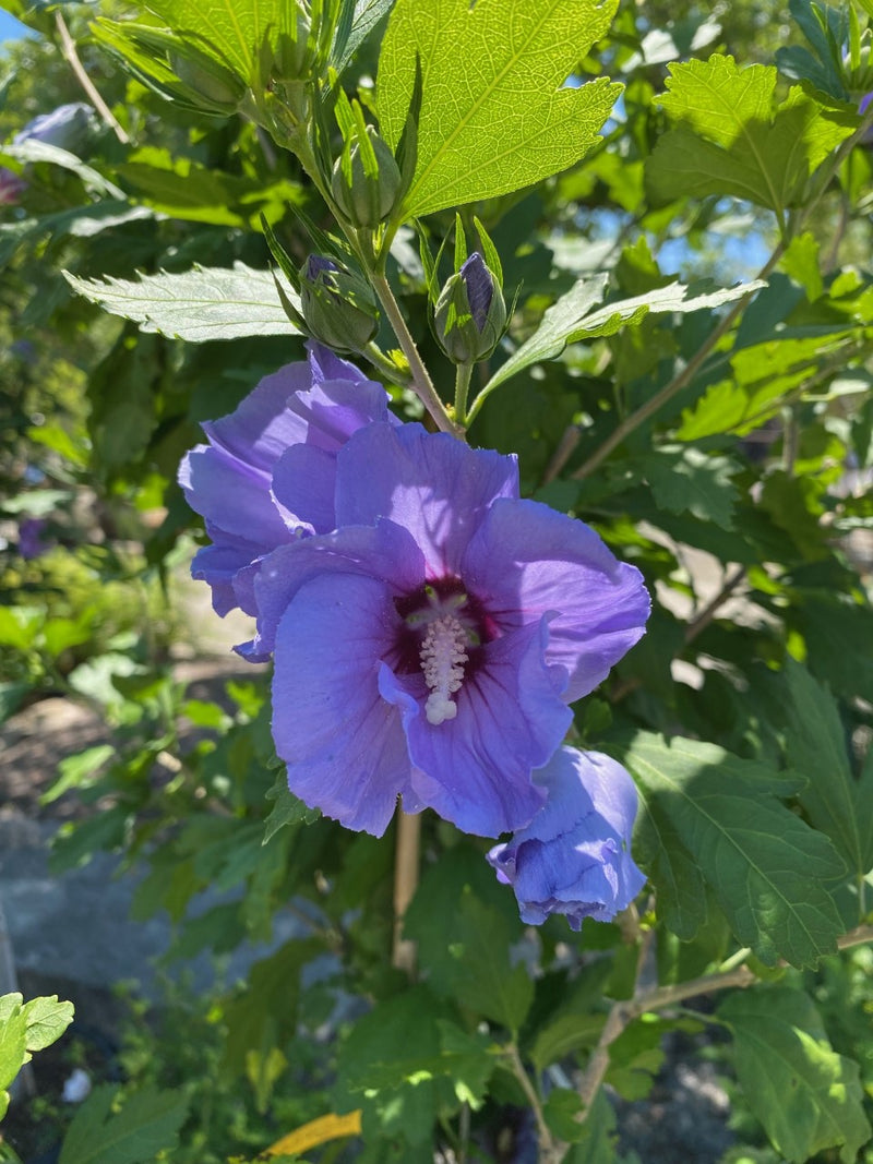 Hibiscus syr Blue Satin 