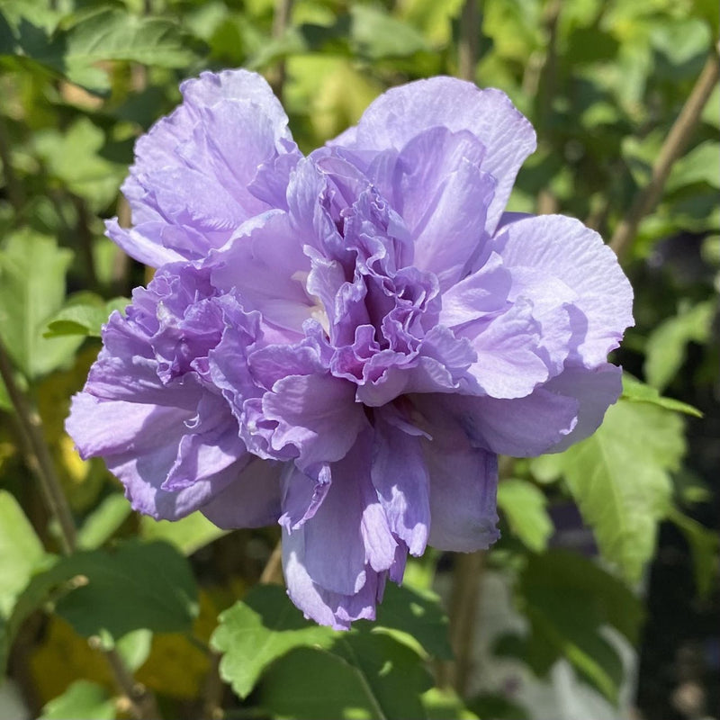 Hibiscus syr Blueberry Smoothie 
