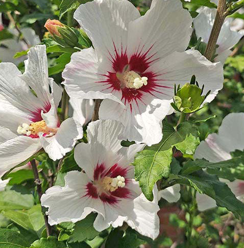 Hibiscus syr Helene 