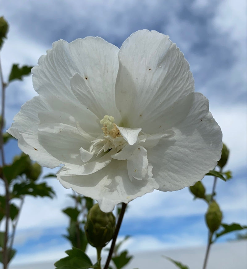 Hibiscus syr White Chiffon TF 