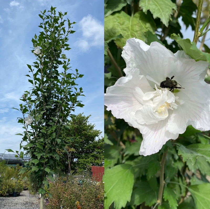 Hibiscus syr White Pillar TF 