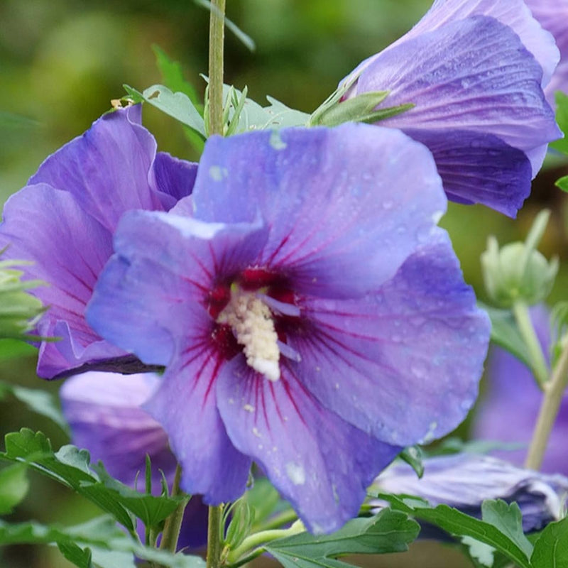 Hibiscus syr Paraplu Violet 