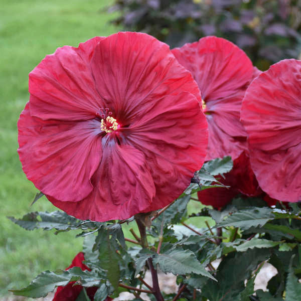 Hibiscus Blackberry Merlot 