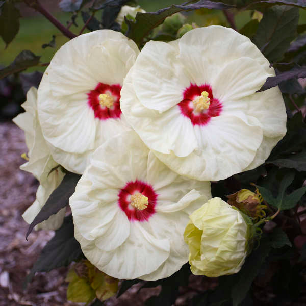 Hibiscus French Vanilla PW