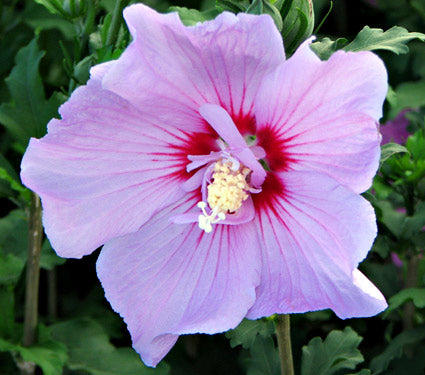 Hibiscus syr Tahiti 