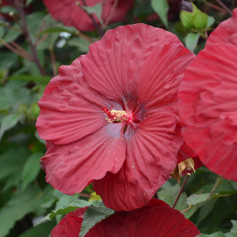 Hibiscus Vintage Wine 