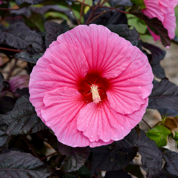 Hibiscus Edge of Night PW