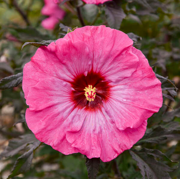 Hibiscus Inner Glow 