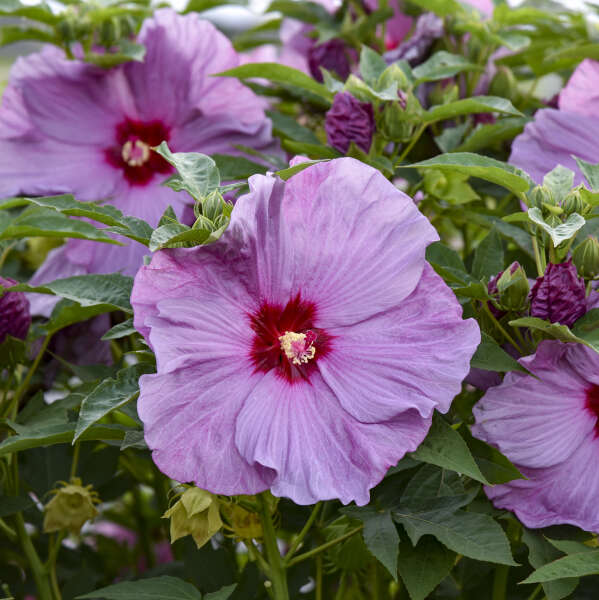 Hibiscus Lilac Crush PW