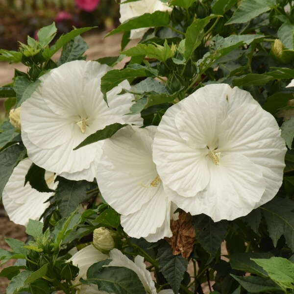 Hibiscus Marshmallow Moon 