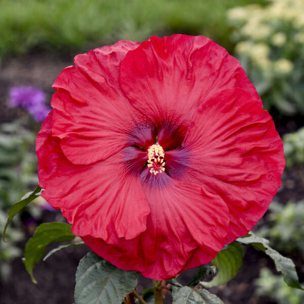 Hibiscus Valentine&