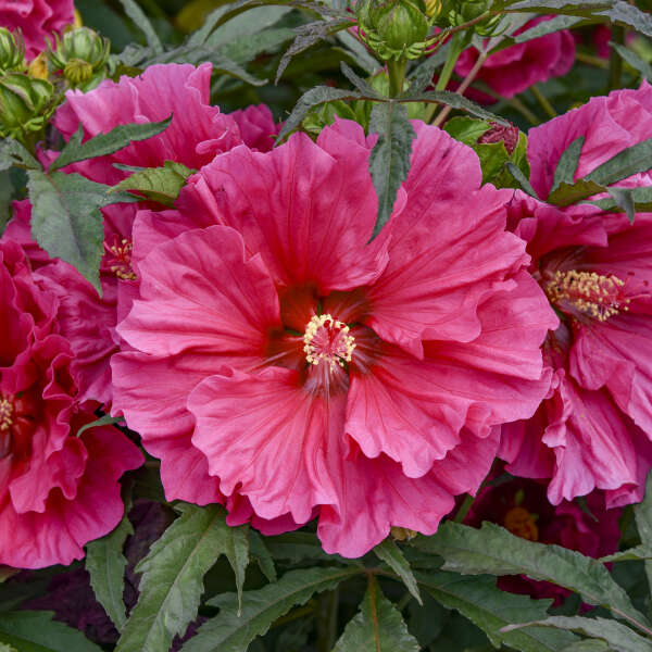 Hibiscus Watermelon Ruffles 