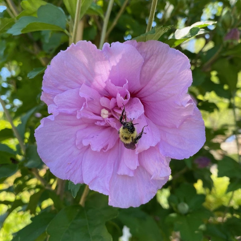 Hibiscus syr Lavender Chiffon 