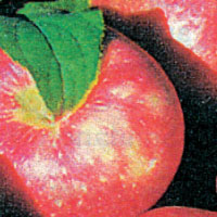 Fruit-Apple-Honeycrisp 