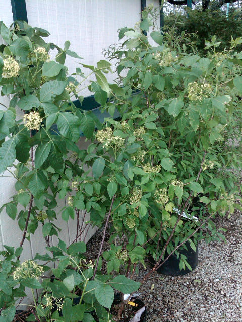Ptelea trifoliata 