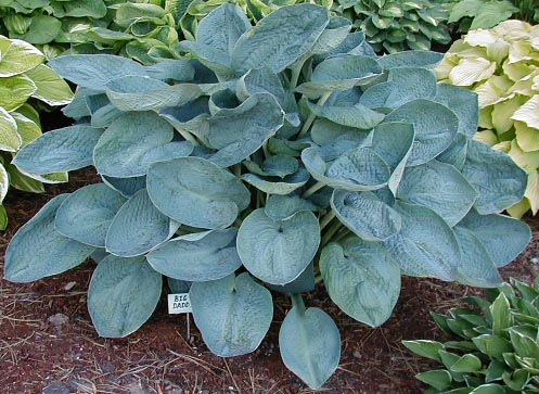 Hosta Big Daddy 