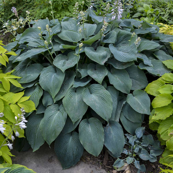Hosta Blue Angel 