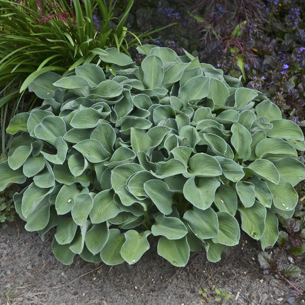 Hosta Blue Mouse Ears 