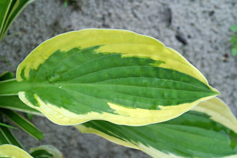 Hosta Brim Cup 