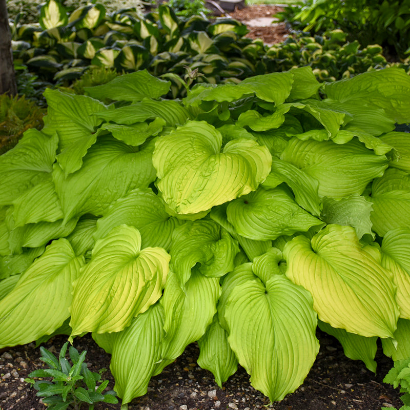 Hosta Dancing Queen 