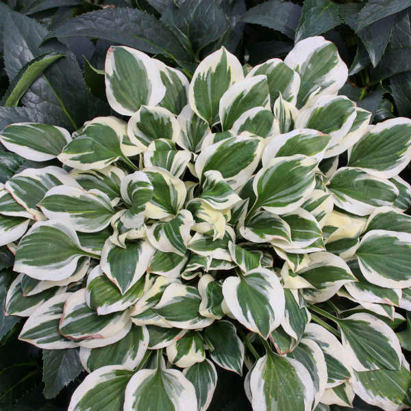 Hosta Diamonds are Forever 