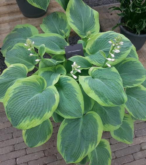 Hosta Frances Williams 