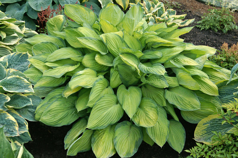 Hosta Gold Standard 