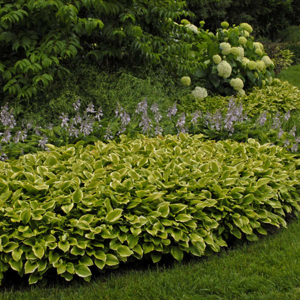 Hosta Golden Tiara 