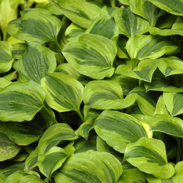 Hosta Grand Tiara 