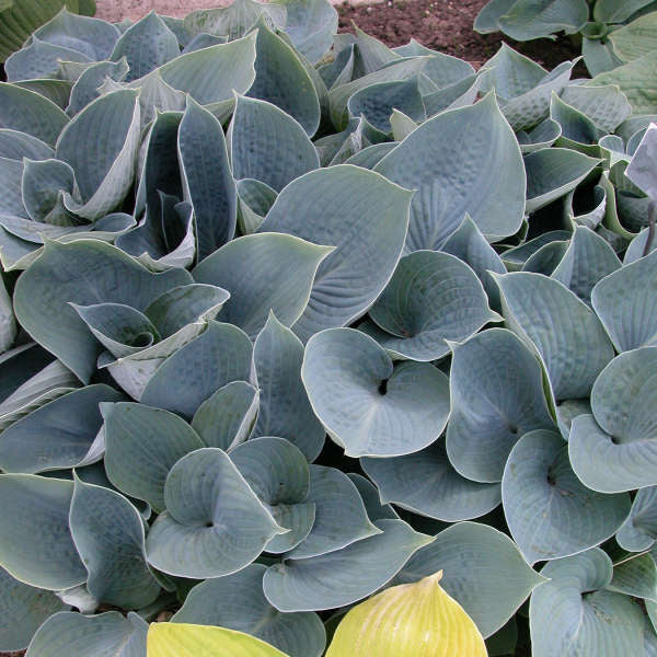 Hosta Hadspen Blue 