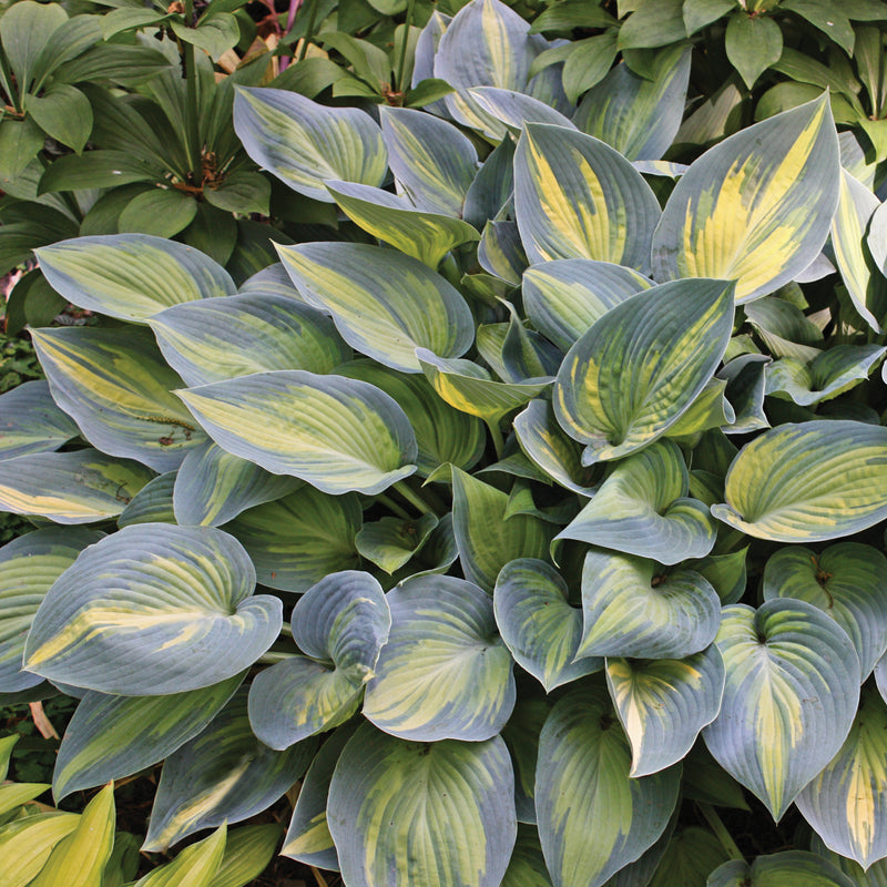 Hosta June 