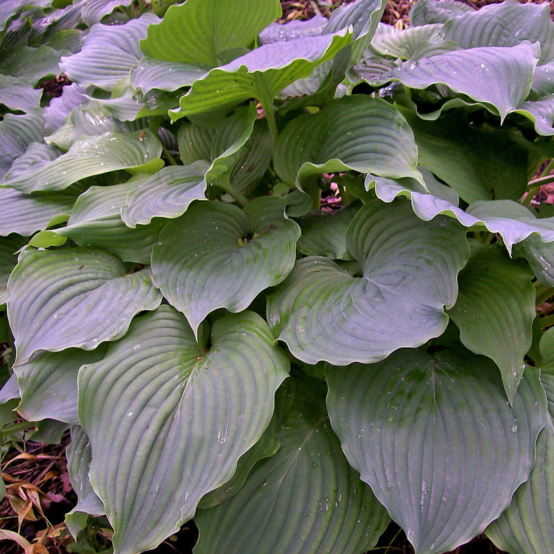 Hosta Komodo Dragon 