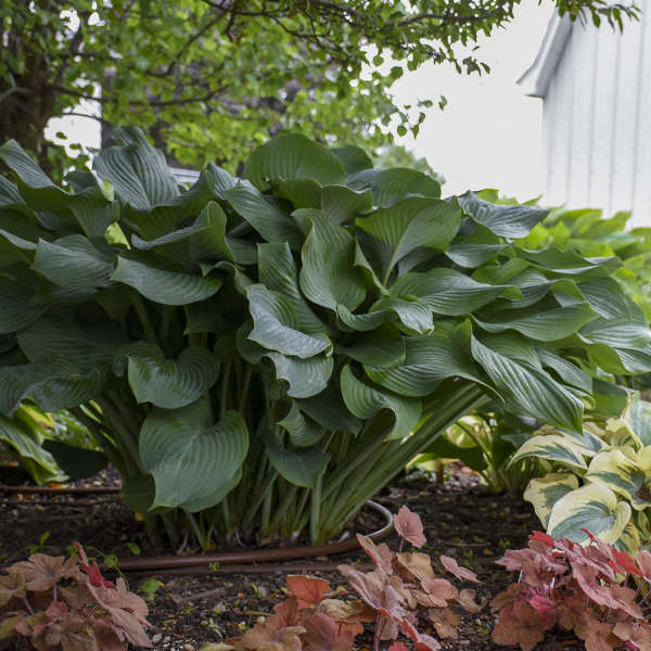 Hosta Krossa Regal 