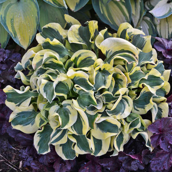 Hosta Mini Skirt 