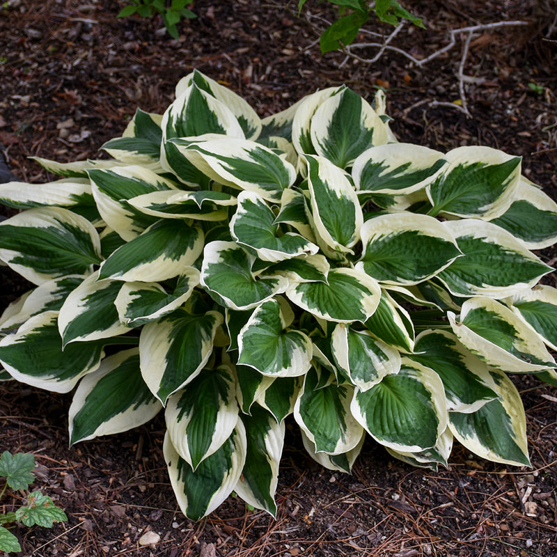 Hosta Patriot 