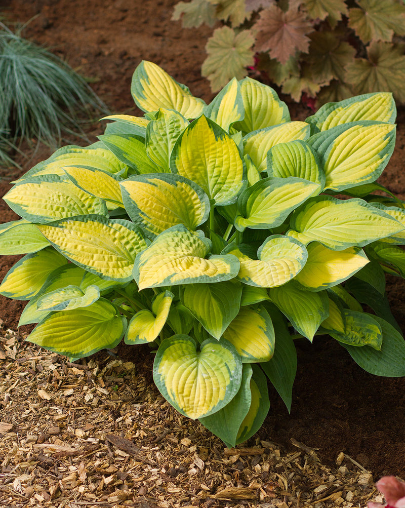 Hosta Paul&
